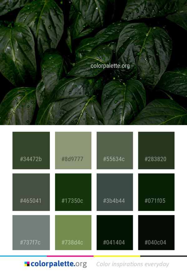 Leaf Green Plant Color Palette