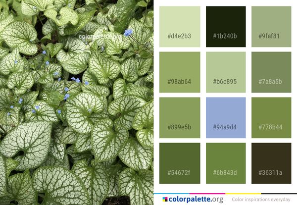 Leaf Plant Groundcover Color Palette
