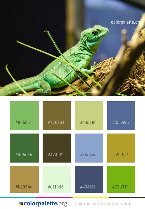 Reptile Lizard Iguania Color Palette