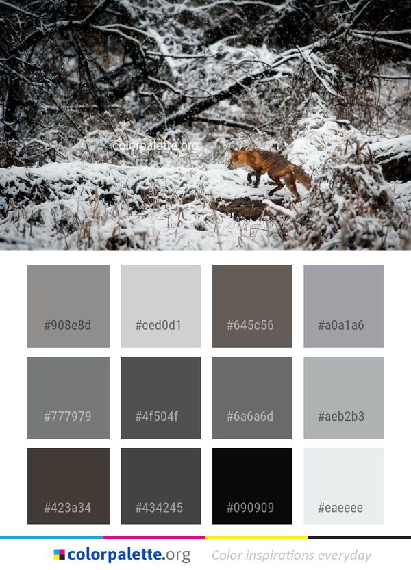 Snow Wildlife Winter Color Palette