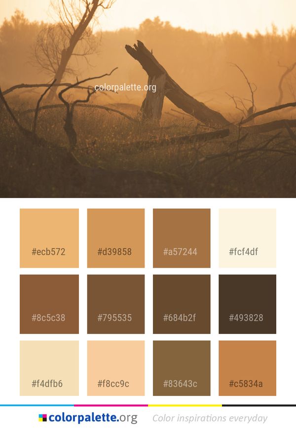 Tree Morning Sunlight Color Palette