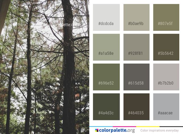 Tree Woody Plant Color Palette