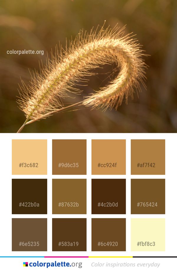 Close Up Grass Family Flora Color Palette