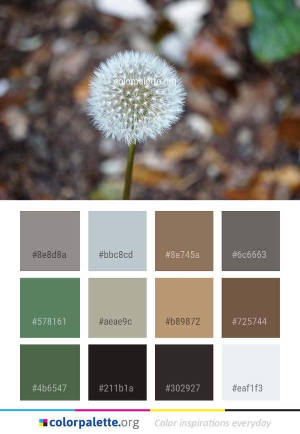 Flora Flower Plant Color Palette