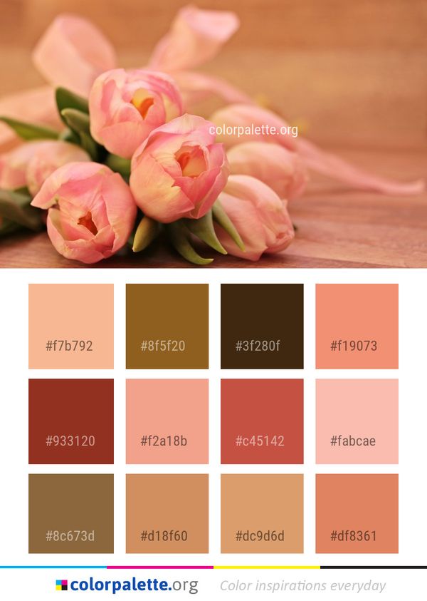 Flower Pink Flowering Plant Color Palette
