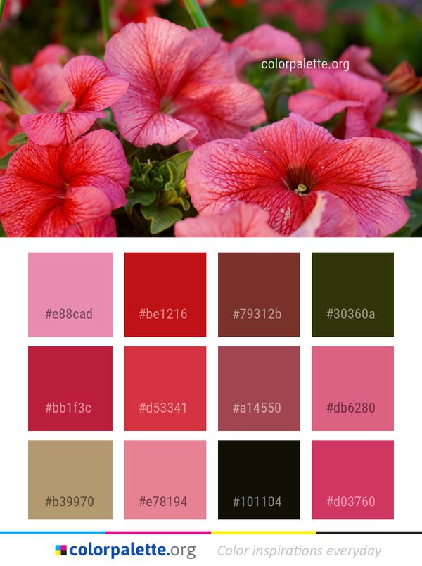 Flower Pink Plant Color Palette