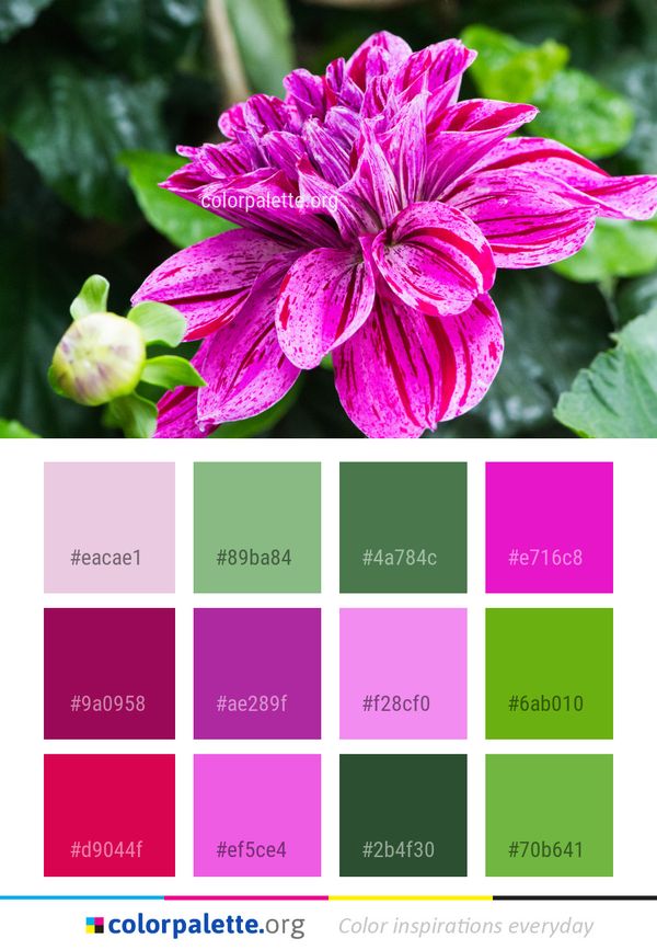 Flower Plant Pink Color Palette