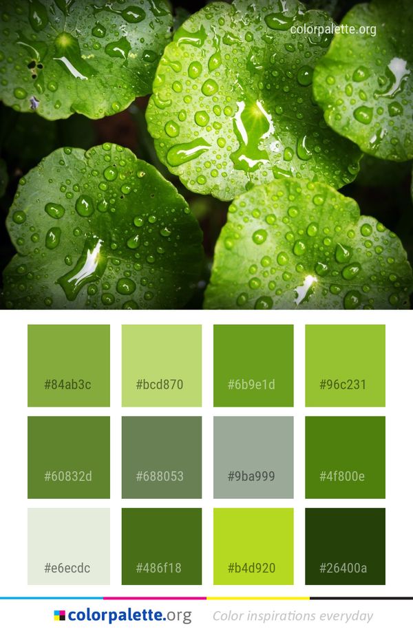 Green Water Drop Color Palette