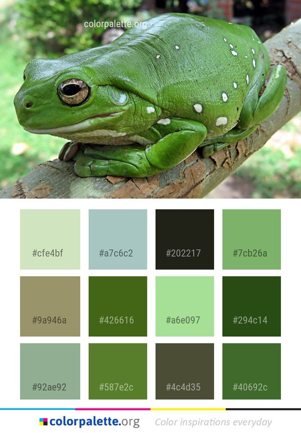 Ranidae Amphibian Frog Color Palette
