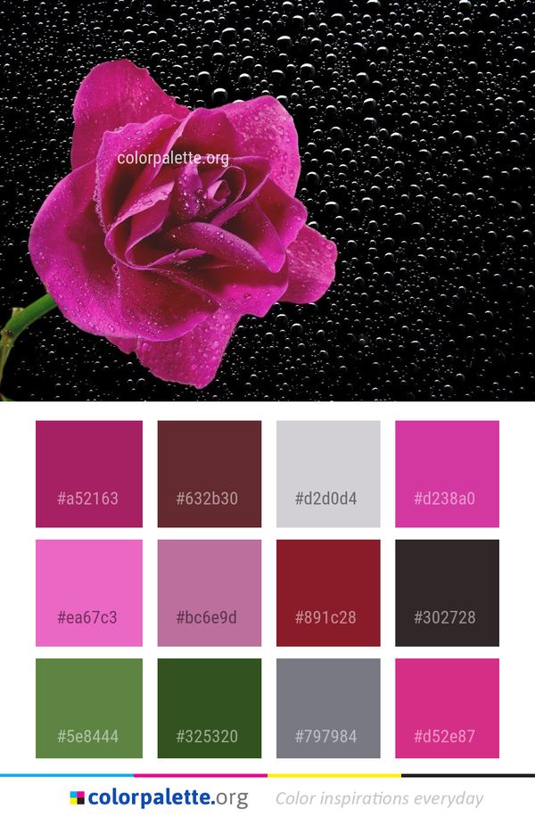 Rose Family Pink Flower Color Palette