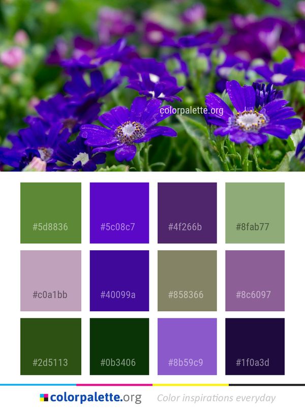 Flower Blue Purple Color Palette