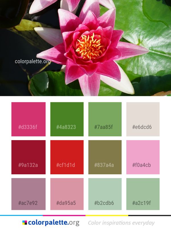 Flower Plant Flora Color Palette