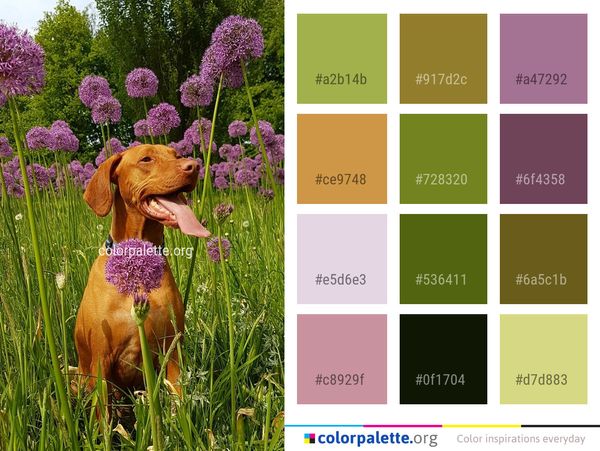Flower Plant Wildflower Color Palette