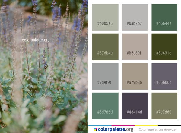 Plant Flora Hyssopus Color Palette