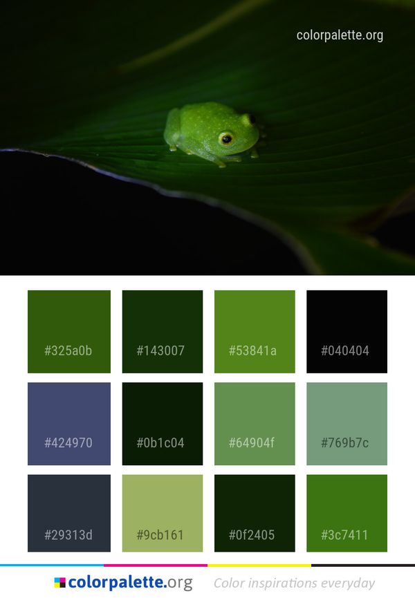 Tree Frog Macro Photography Color Palette