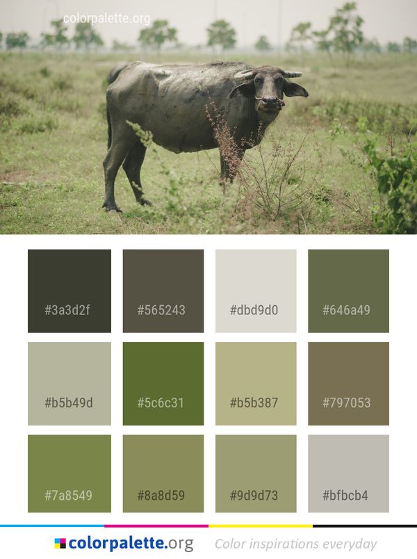 Cattle Like Mammal Wildlife Horn Color Palette