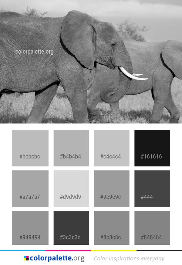 Elephant Elephants And Mammoths Wildlife Color Palette