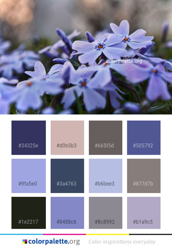 Flower Blue Flora Color Palette