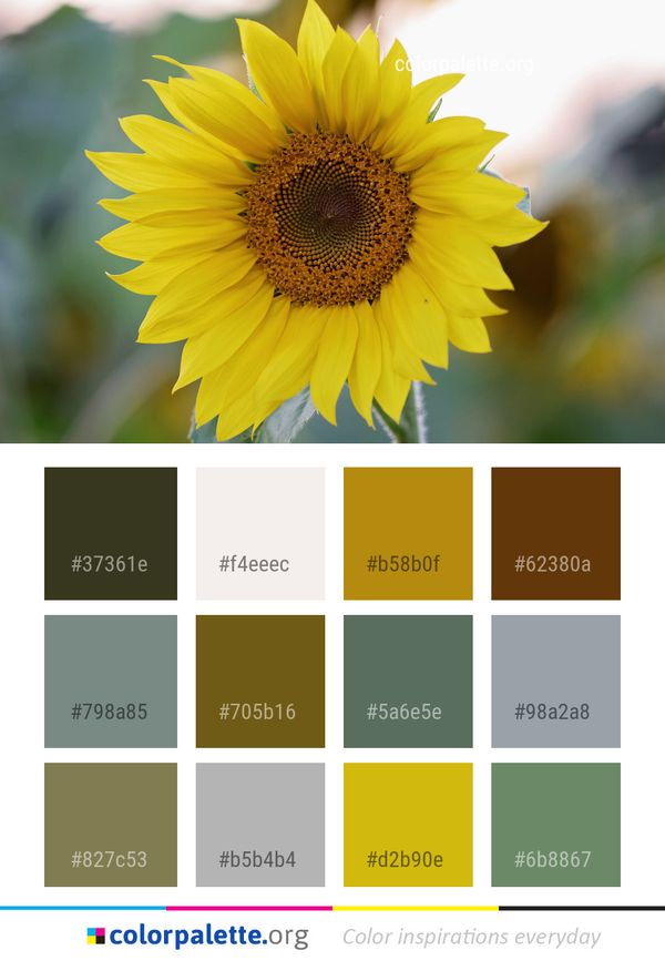Flower Sunflower Yellow Color Palette