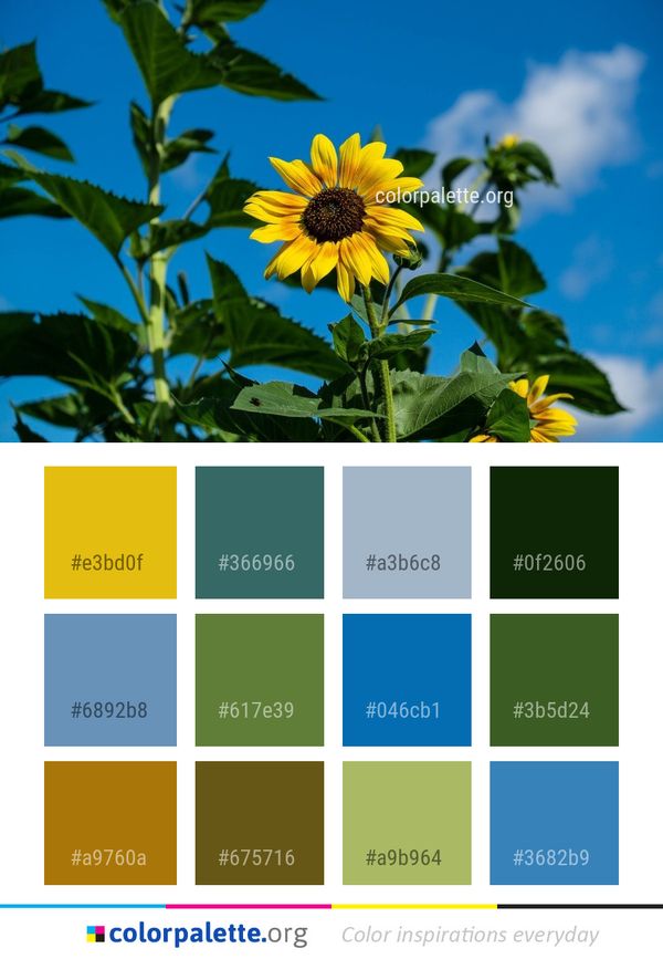 Flower Sunflower Yellow Color Palette