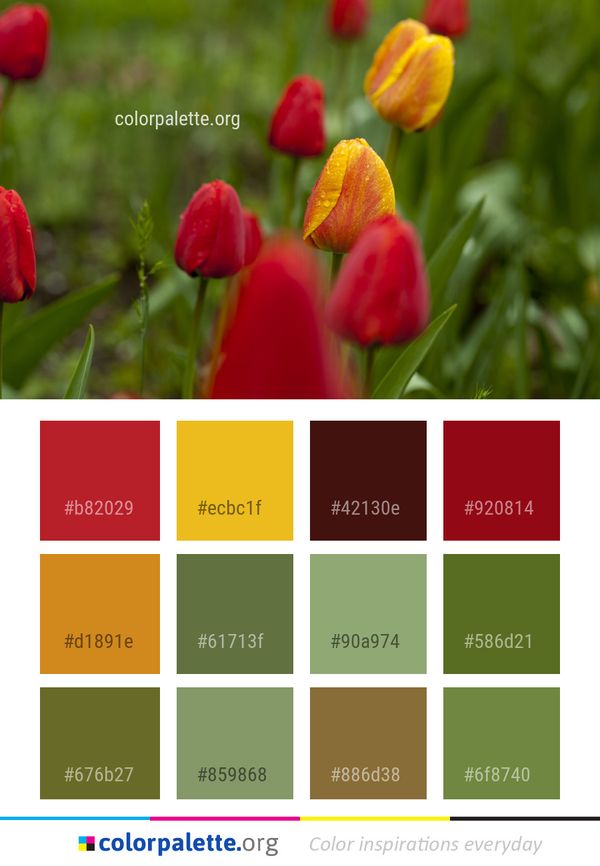 Flower Tulip Plant Color Palette