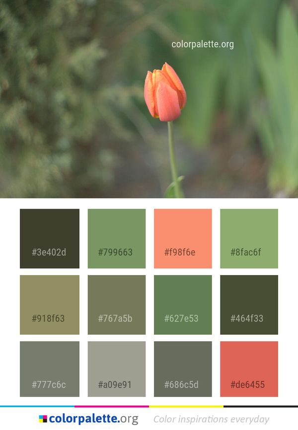 Flower Wildflower Plant Color Palette