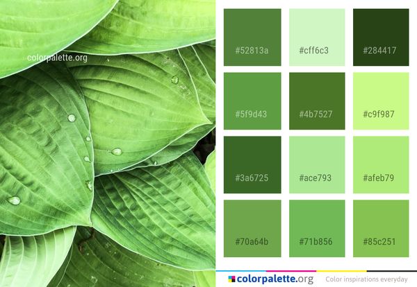 Leaf Green Plant Color Palette