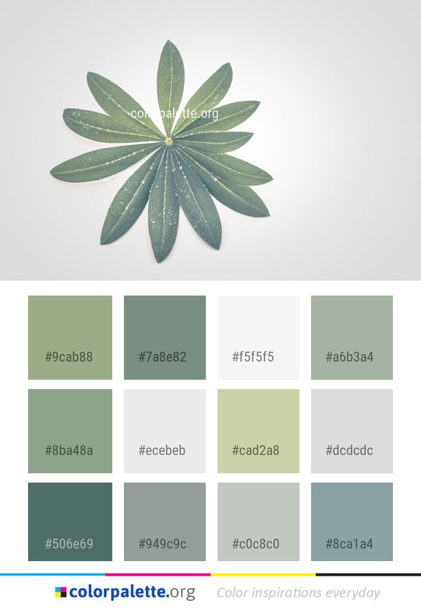 Leaf Plant Color Palette