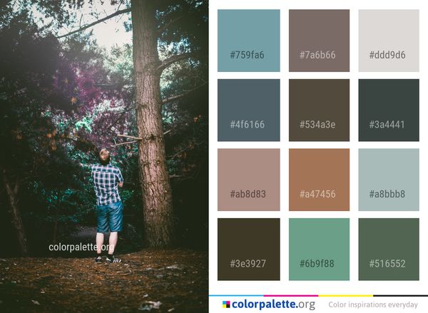 Nature Tree Photograph Color Palette
