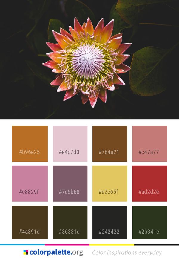 Flower Flora Plant Color Palette