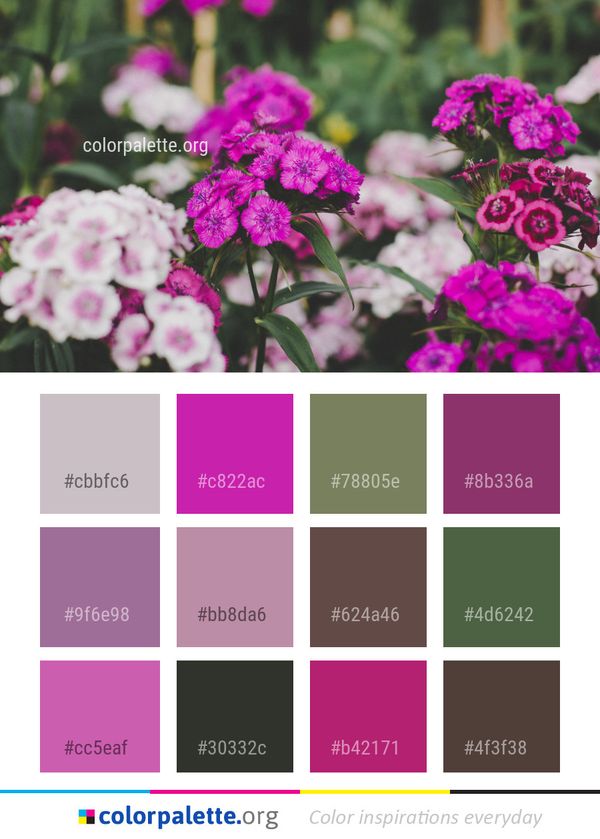 Flower Plant Pink Color Palette