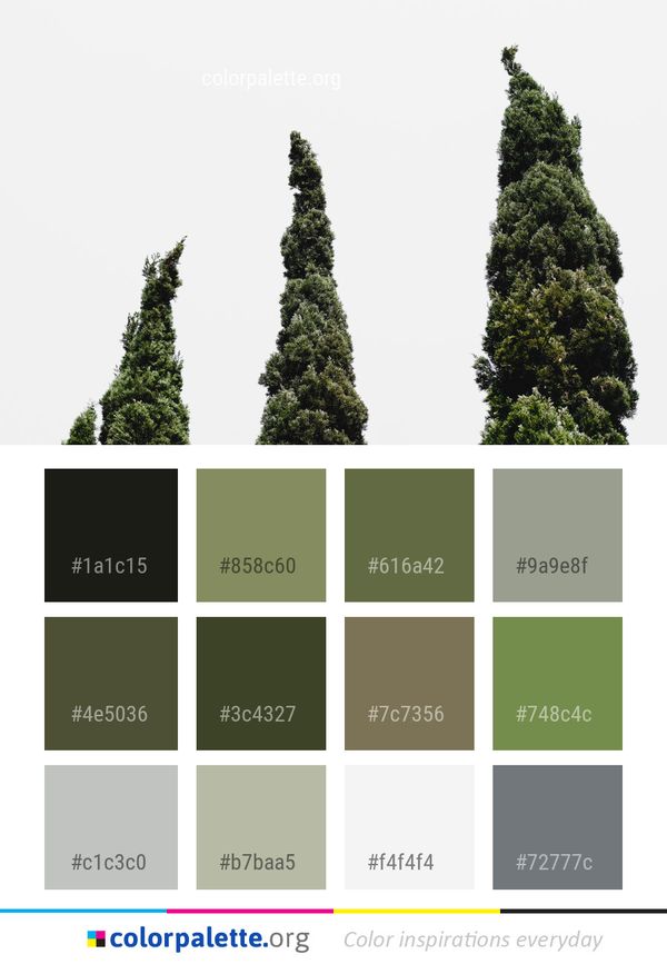 Tree Woody Plant Spruce Color Palette