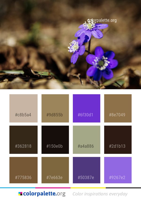 Flower Blue Plant Color Palette