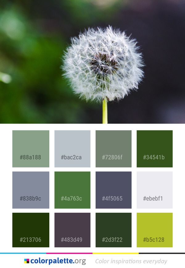 Flower Dandelion Flora Color Palette