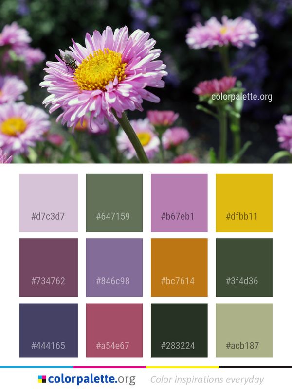 Flower Flora Aster Color Palette