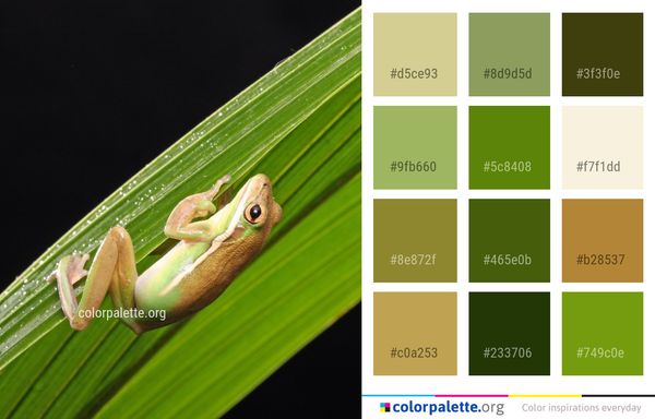 Tree Frog Vertebrate Color Palette