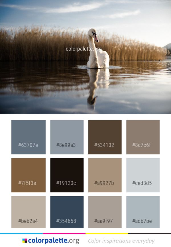 Water Reflection Bird Color Palette