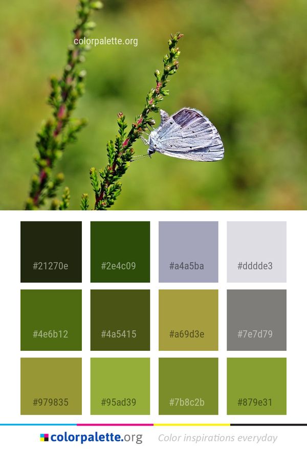 Butterfly Insect Moths And Butterflies Color Palette