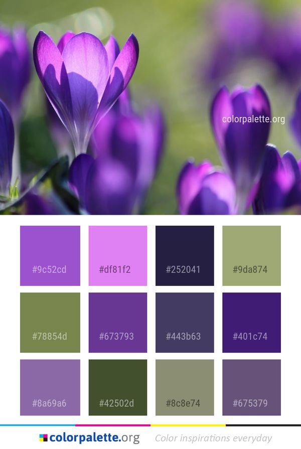Flower Blue Crocus Color Palette
