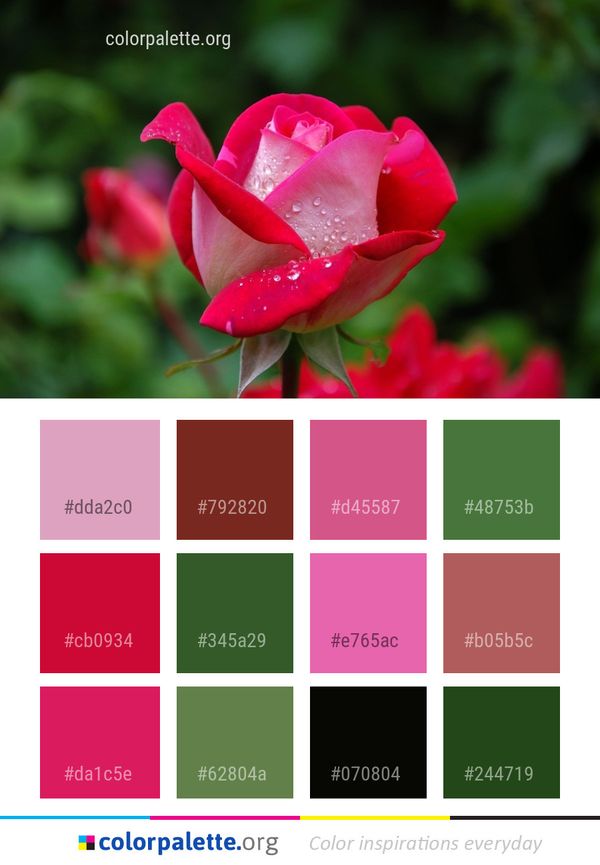 Flower Rose Family Color Palette