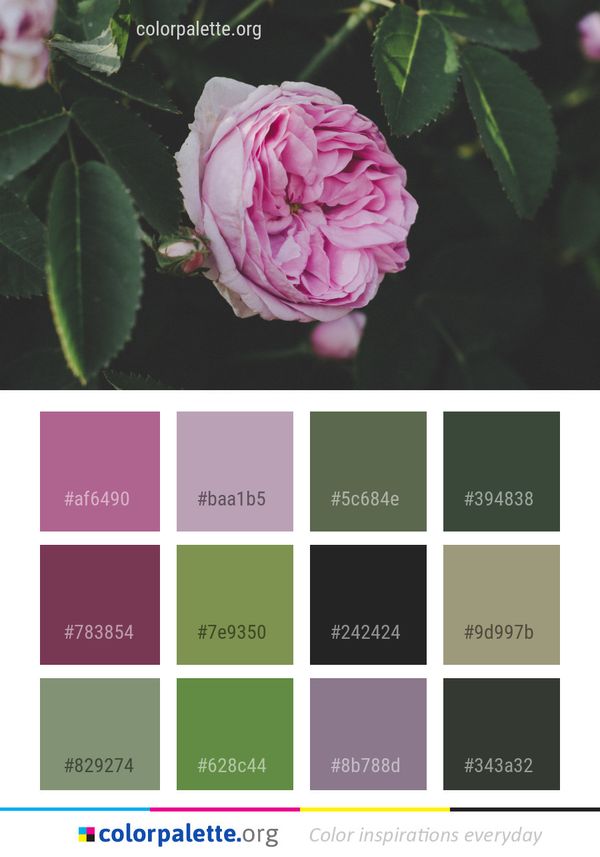 Flower Rose Family Color Palette