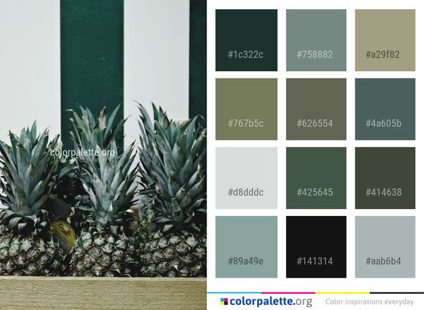 Plant Agave Azul Color Palette