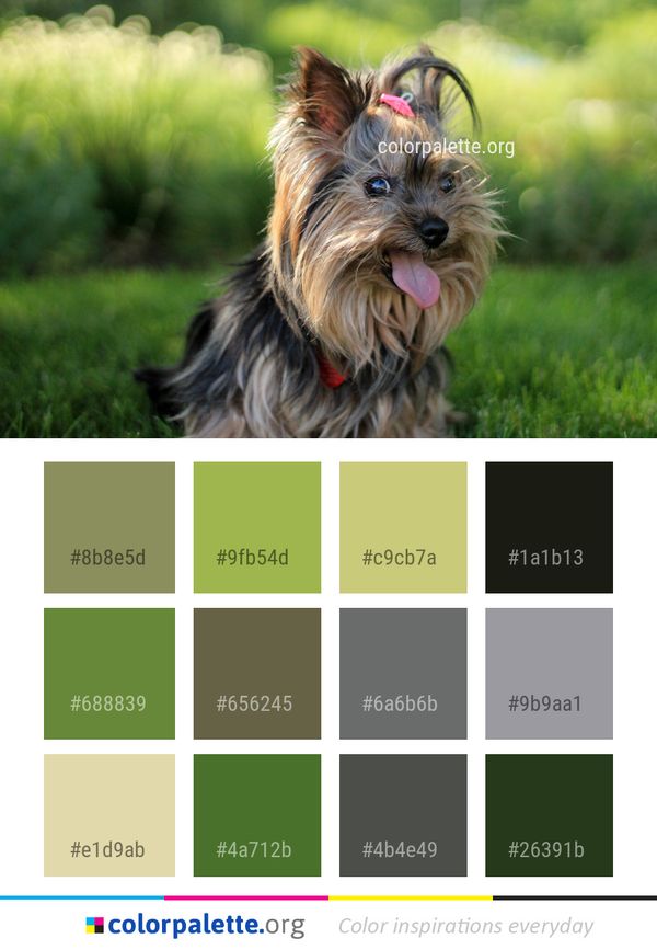Dog Like Mammal Breed Color Palette