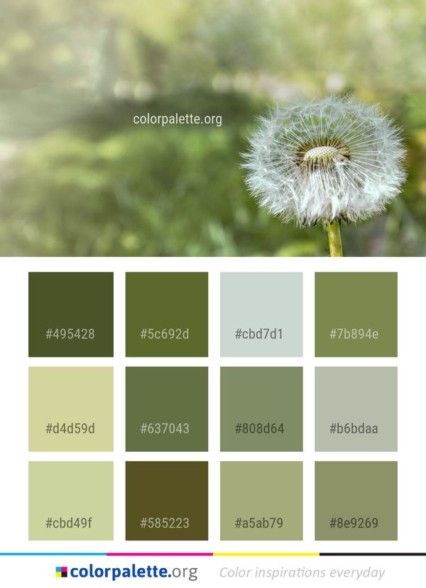 Flower Dandelion Flora Color Palette