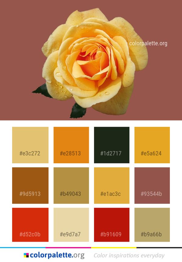 Flower Rose Family Color Palette