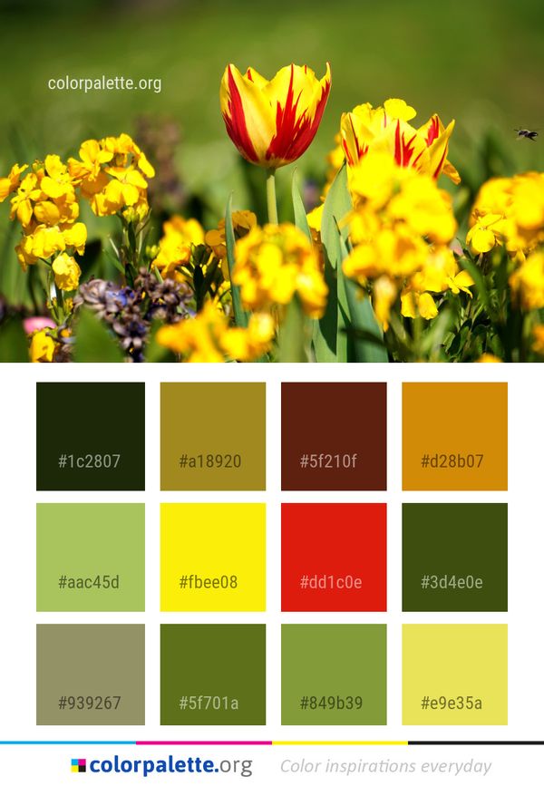 Flower Yellow Plant Color Palette