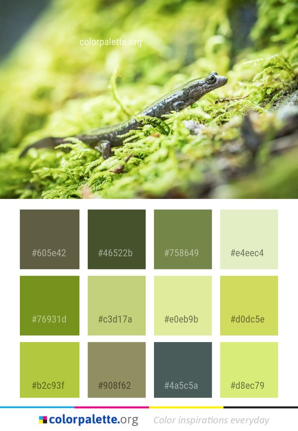 Grass Organism Reptile Color Palette