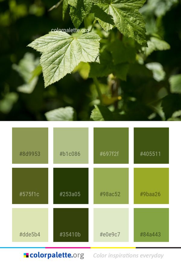 Leaf Vegetation Flora Color Palette