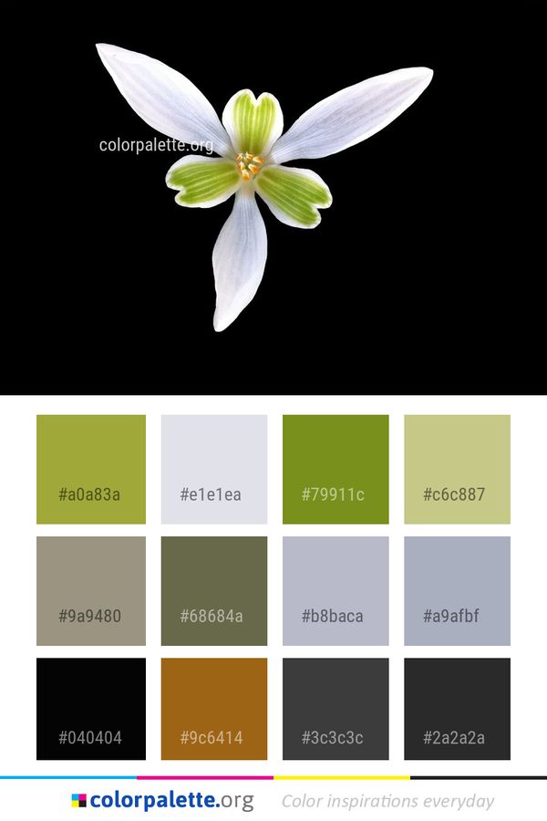 Flower Flora Plant Color Palette