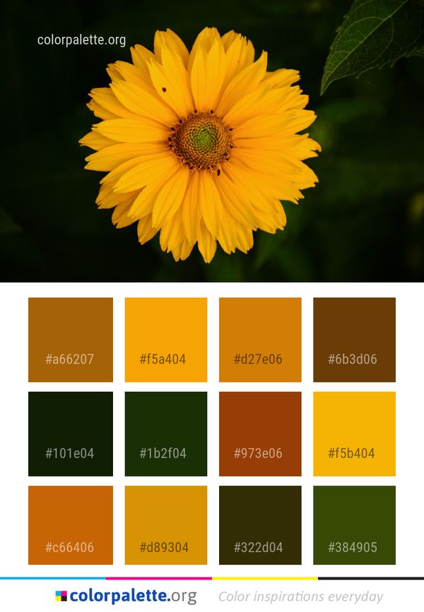 Flower Yellow Flora Color Palette